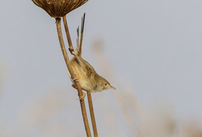 Graceful Prinia