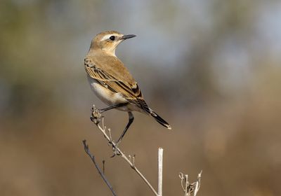 Northern Wheatear