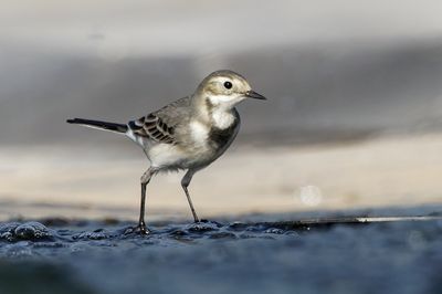 White/Pied Wagtail
