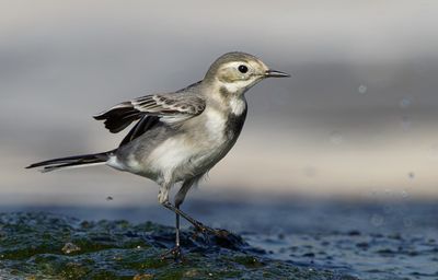 White/Pied Wagtail