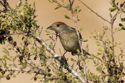 Blackcap