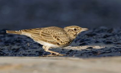 Crested Lark