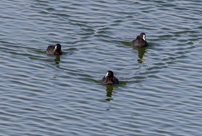 Common Coot