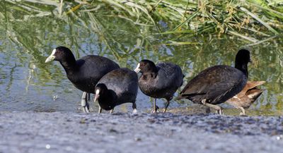 Common Coot