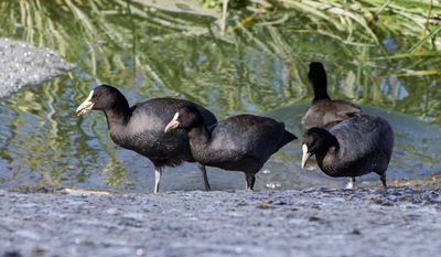 Common Coot