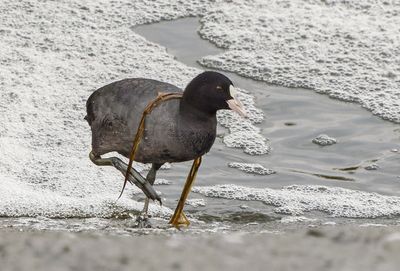 Common Coot