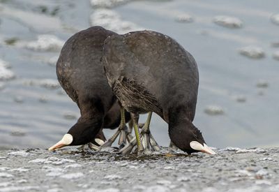 Common Coot