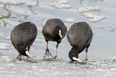 Common Coot
