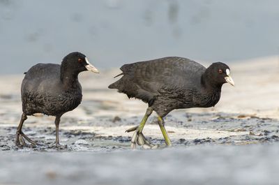 Common Coot