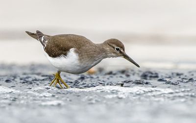 Common Sandpiper