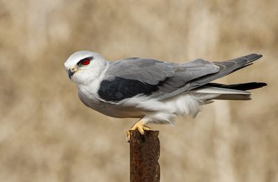 Black-winged kite