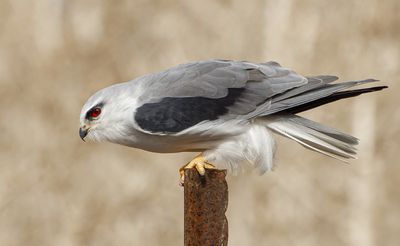 Black-winged kite