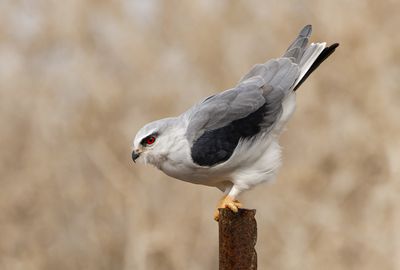 Black-winged kite