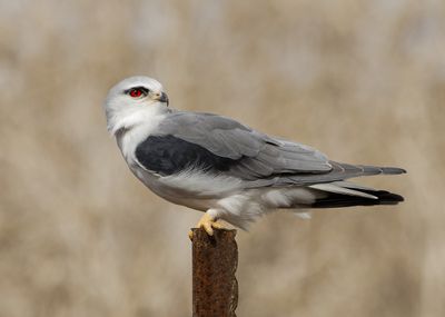 Black-winged kite