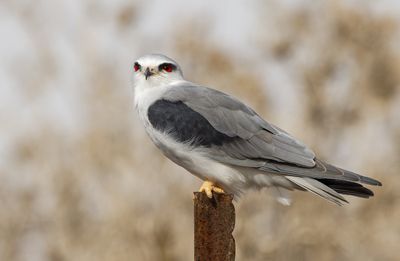 Black-winged kite