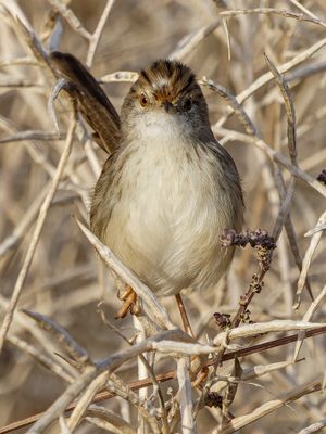 Graceful Prinia