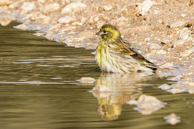 Eurasian Siskin