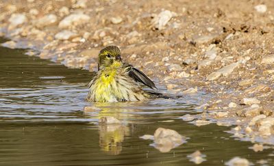 Eurasian Siskin