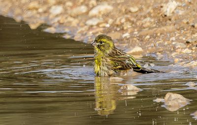 Eurasian Siskin