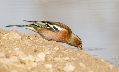 Chatfinch