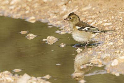 Chatfinch
