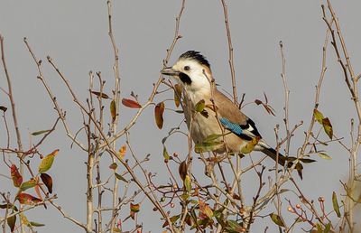 Eurasian Jay