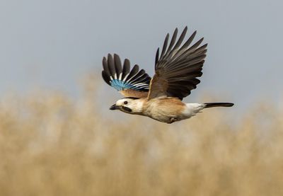 Eurasian Jay