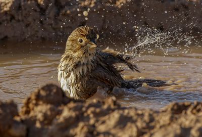 Corn Bunting