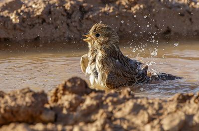 Corn Bunting