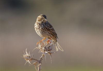 Corn Bunting