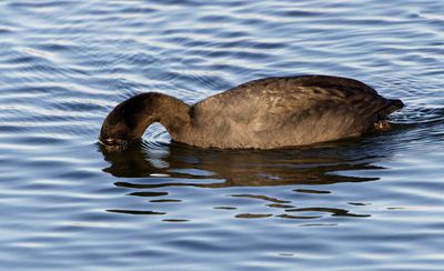 Common Coot