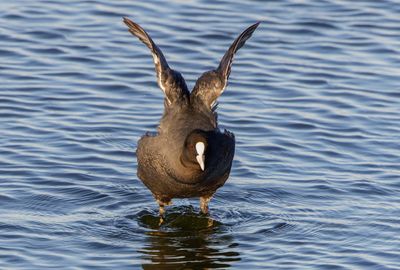 Common Coot
