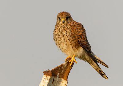 Common Kestrel