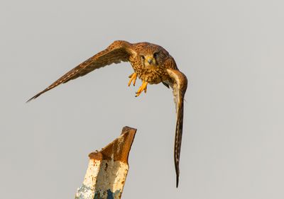 Common Kestrel