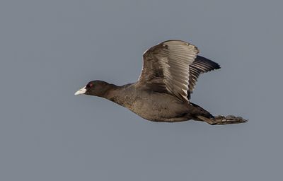 Common Coot