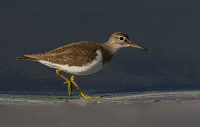 Common Sandpiper