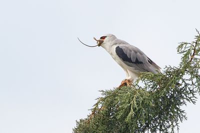 Black-winged kite