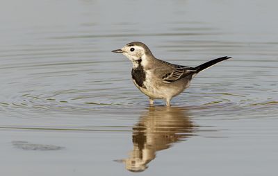 White/Pied Wagtail