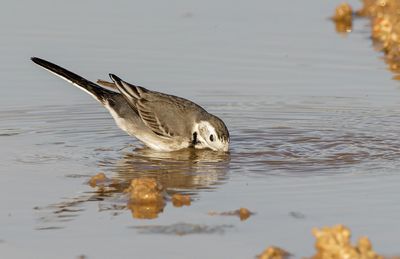 White/Pied Wagtail