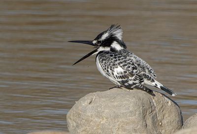 Pied Kingfisher     פרפור עקוד