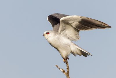 Black-winged kite