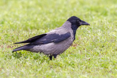 Hooded Crow    עורב אפור