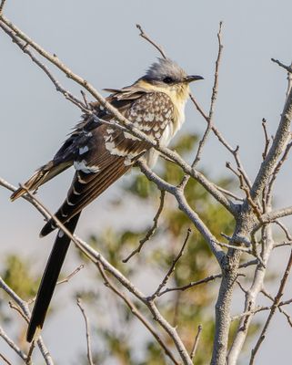 Great Spotted Cuckoo   קוקיה מצוייצת