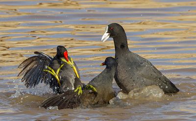 Moorhen and Common Coot