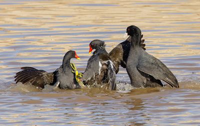 Moorhen and Common Coot