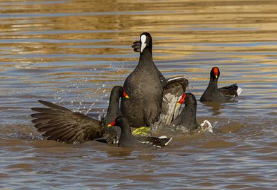 Moorhen and Common Coot