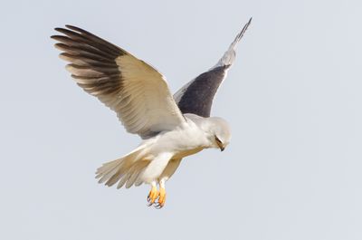 Black-winged kite