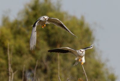 Black-winged kite