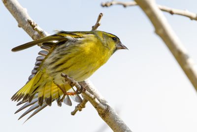 Eurasian Siskin