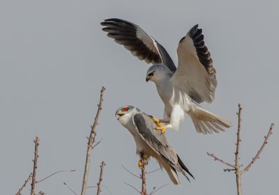 Black-winged kite